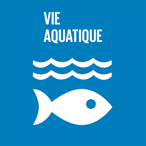 Syded - Vie aquatique