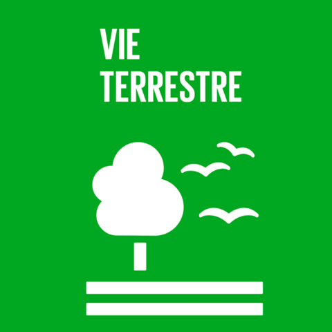 Syded - vie terrestre